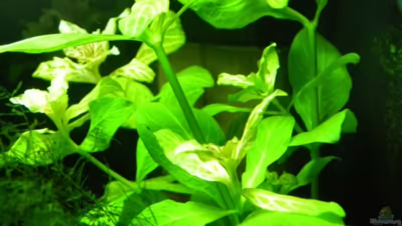 Pflanzen im Aquarium Becken 13157 von Susi (4)