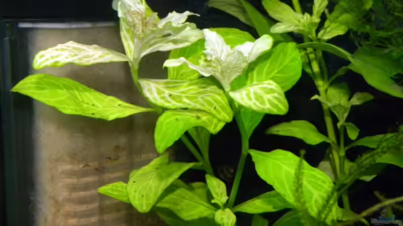 Pflanzen im Aquarium Becken 13157 von Susi (5)