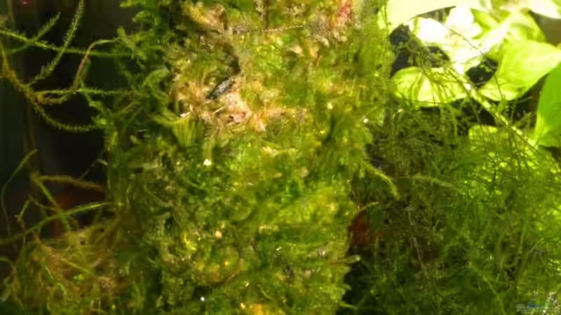 Pflanzen im Aquarium Becken 13157 von Susi (6)