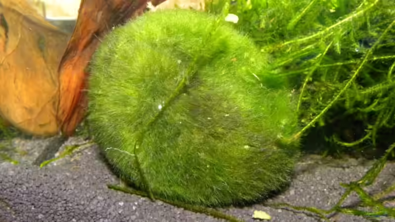 Pflanzen im Aquarium Becken 13157 von Susi (8)