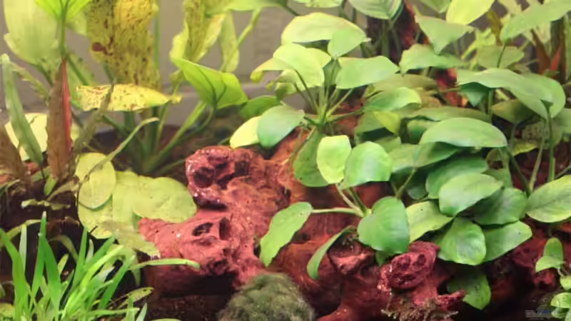 Pflanzen im Aquarium Becken 13197 von Lewino (10)