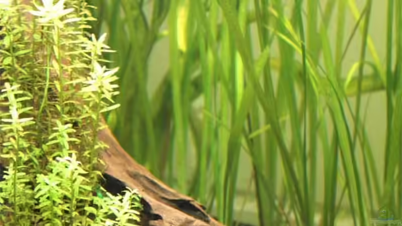 Pflanzen im Aquarium Becken 13197 von Lewino (7)