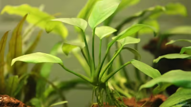 Pflanzen im Aquarium Becken 13197 von Lewino (9)