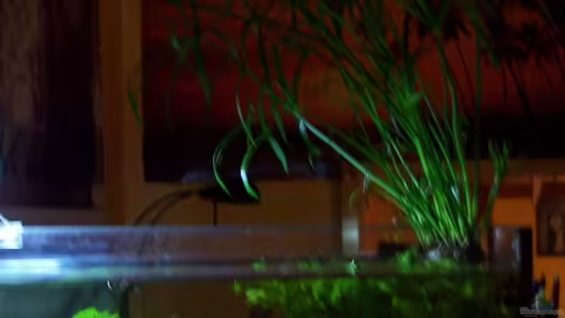 Pflanzen im Aquarium Becken 13207 von Red Fire (3)