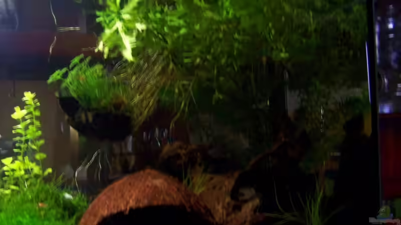 Pflanzen im Aquarium Becken 13207 von Red Fire (4)