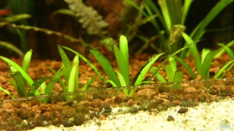 Pflanzen im Aquarium Becken 13211 (nur noch als Beispiel) von Oliver Boden (17)