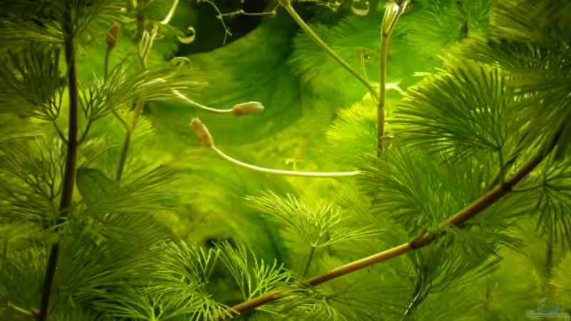 Pflanzen im Aquarium Becken 13252 von Viktor Kraft (12)