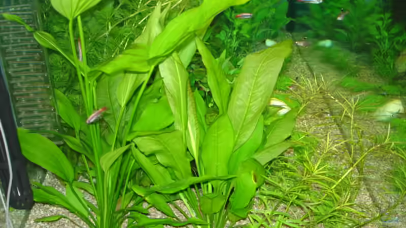 Pflanzen im Aquarium Becken 13252 von Viktor Kraft (3)