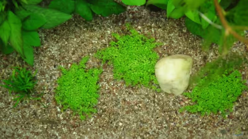 Pflanzen im Aquarium Becken 13252 von Viktor Kraft (6)