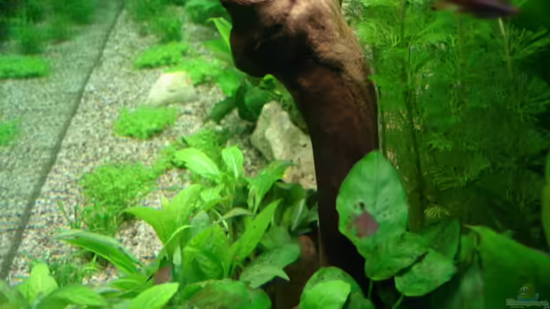 Pflanzen im Aquarium Becken 13252 von Viktor Kraft (7)