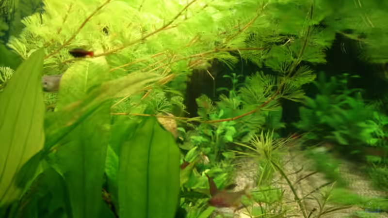 Pflanzen im Aquarium Becken 13252 von Viktor Kraft (8)