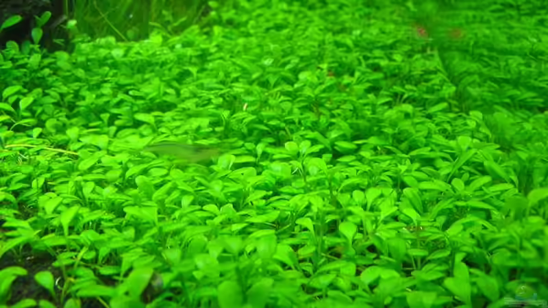 Pflanzen im Aquarium Becken 13292 von niva (15)