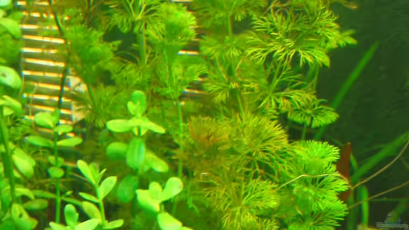 Pflanzen im Aquarium Becken 13309 aufgelöst von Schred (4)