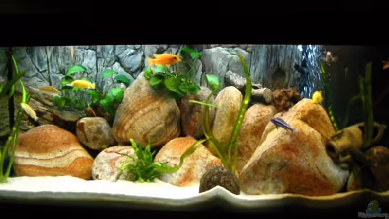 Pflanzen im Aquarium Becken 13321 von Kleener Stinker (2)