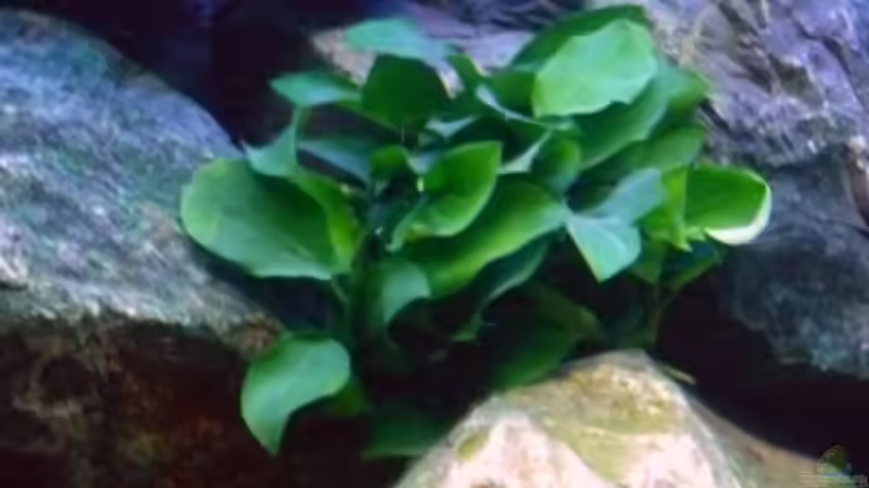 Pflanzen im Aquarium Becken 1333 von Malawis zu Verkaufen (3)