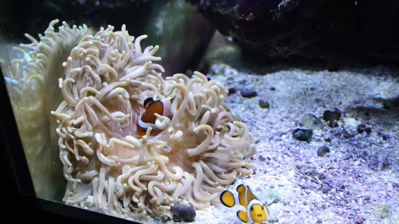 Pflanzen im Aquarium Becken 13350 von Marco Vasev (10)