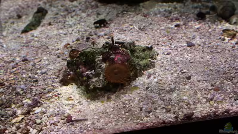 Pflanzen im Aquarium Becken 13350 von Marco Vasev (11)