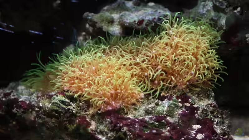 Pflanzen im Aquarium Becken 13350 von Marco Vasev (13)