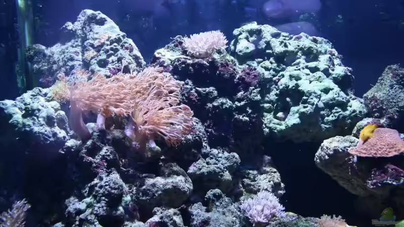 Pflanzen im Aquarium Becken 13350 von Marco Vasev (14)
