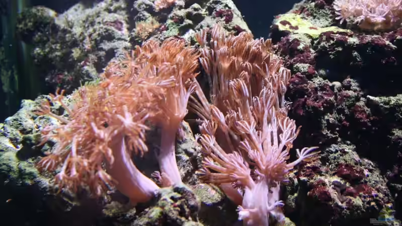 Pflanzen im Aquarium Becken 13350 von Marco Vasev (15)