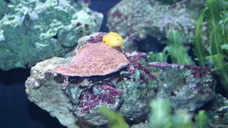 Pflanzen im Aquarium Becken 13350 von Marco Vasev (16)