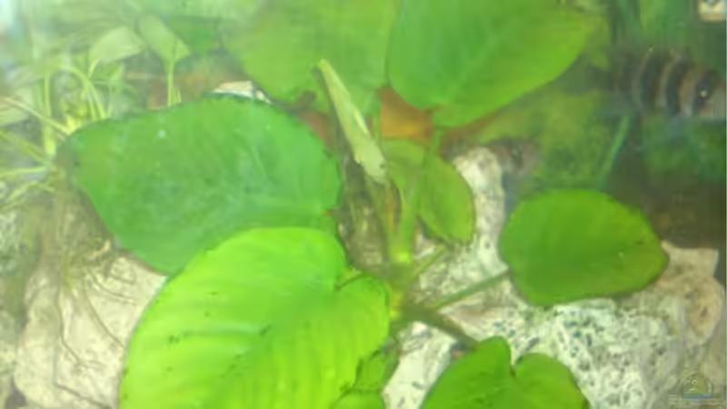 Pflanzen im Aquarium Becken 13399 von Christian Bäcker (3)