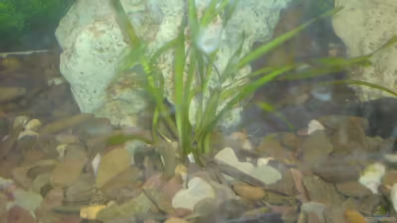 Pflanzen im Aquarium Becken 13399 von Christian Bäcker (4)