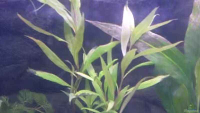 Pflanzen im Aquarium Becken 13449 von Königscobra (23)