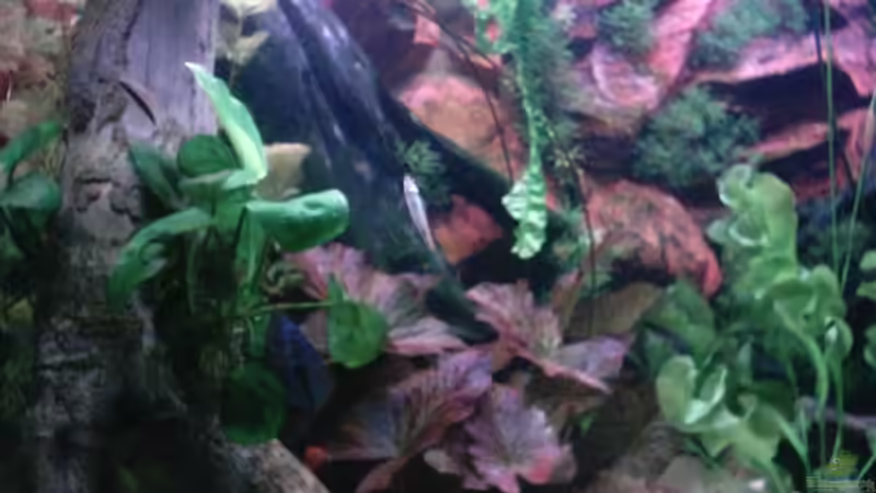 Pflanzen im Aquarium Becken 13511 von Uwe Hein (3)