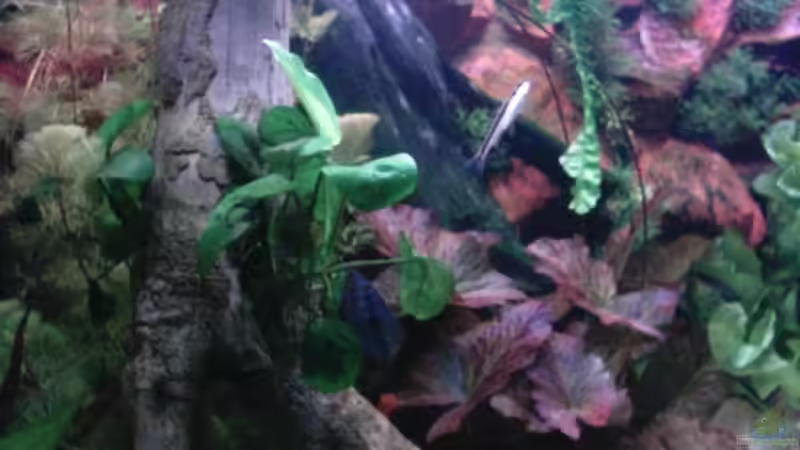 Pflanzen im Aquarium Becken 13511 von Uwe Hein (4)