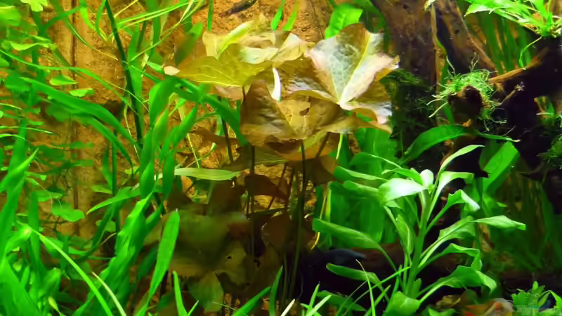 Pflanzen im Aquarium Becken 13540 von Sabrina & Dirk Bergmann (24)