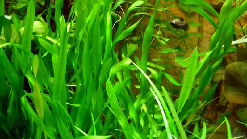 Pflanzen im Aquarium Becken 13540 von Sabrina & Dirk Bergmann (31)