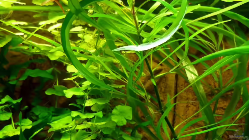 Pflanzen im Aquarium Becken 13540 von Sabrina & Dirk Bergmann (34)