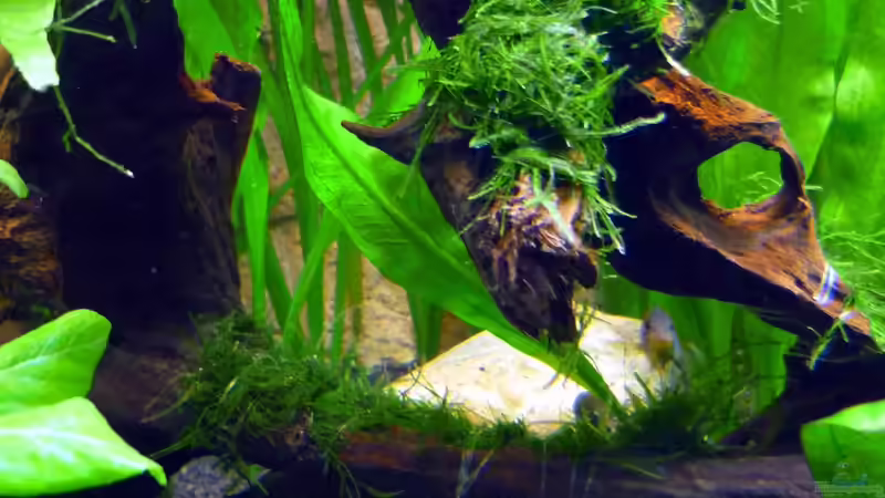 Pflanzen im Aquarium Becken 13540 von Sabrina & Dirk Bergmann (35)