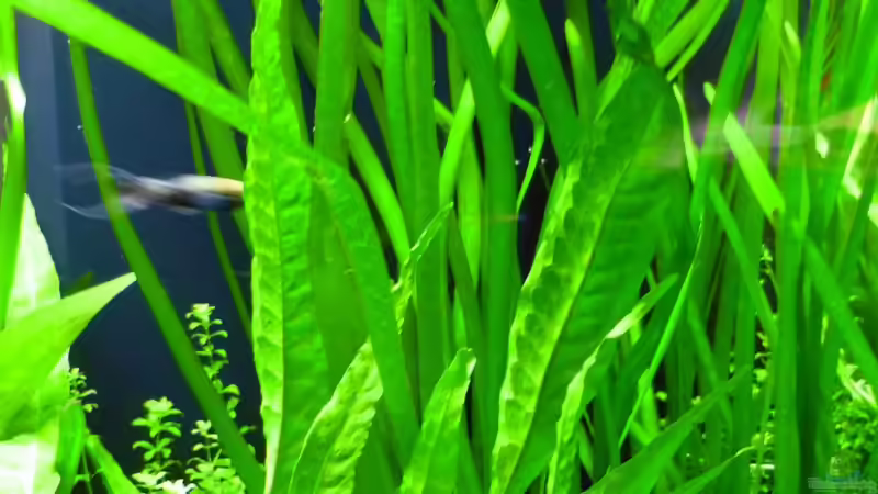 Pflanzen im Aquarium Becken 13540 von Sabrina & Dirk Bergmann (36)