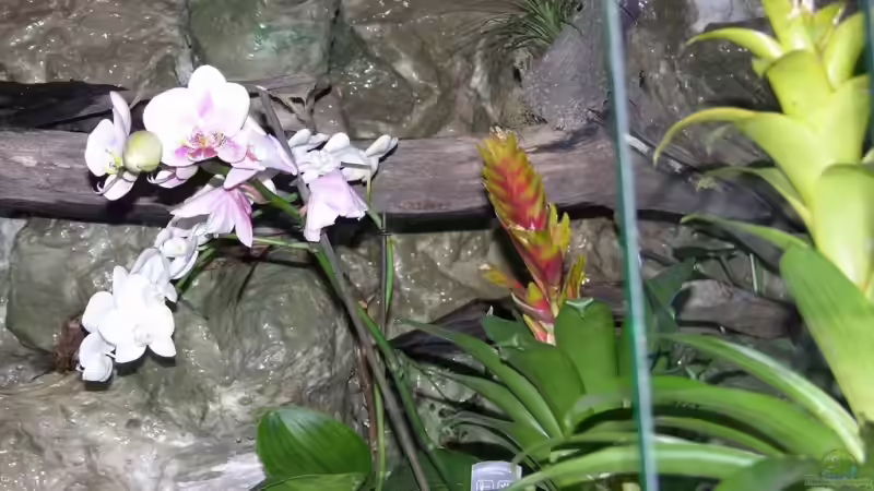 Pflanzen im Aquarium Becken 13562 von dornwels (19)