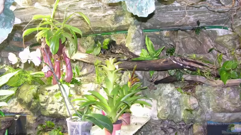 Pflanzen im Aquarium Becken 13562 von dornwels (22)