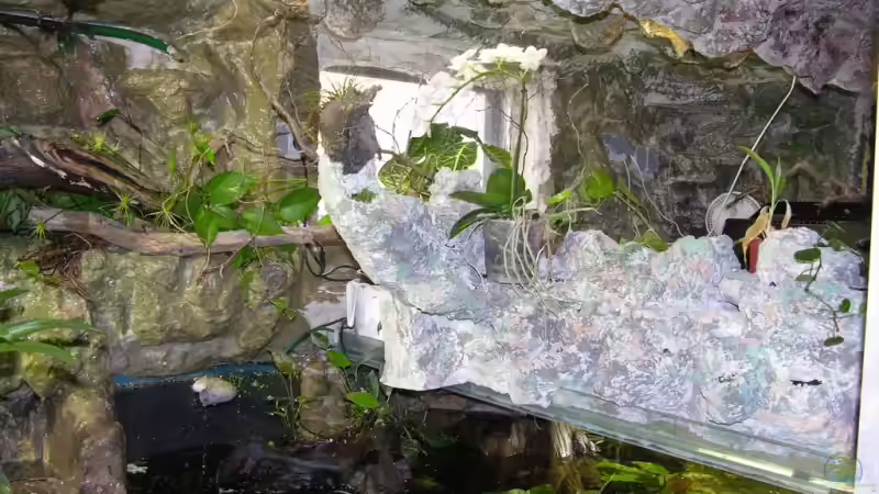 Pflanzen im Aquarium Becken 13562 von dornwels (23)