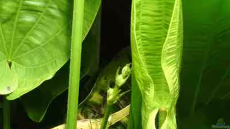 Pflanzen im Aquarium Becken 13565 von Dasy´s_Neelybecken (10)