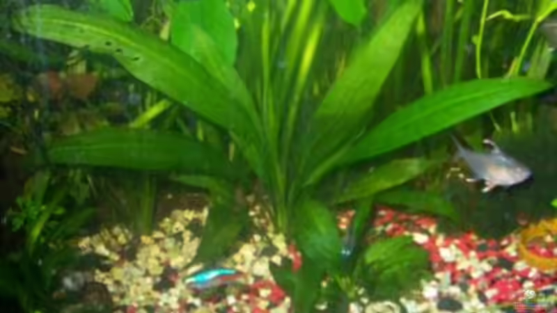 Pflanzen im Aquarium Becken 13565 von Dasy´s_Neelybecken (6)