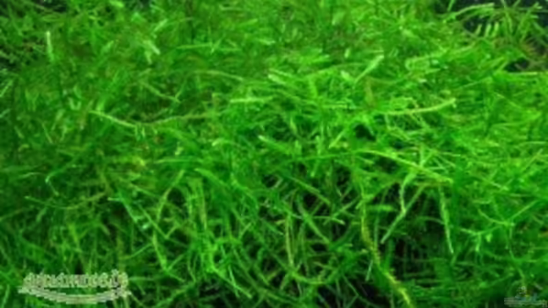 Pflanzen im Aquarium Becken 13565 von Dasy´s_Neelybecken (7)