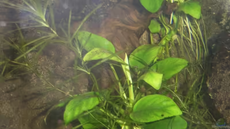 Pflanzen im Aquarium Becken 13702 von Markus Huber (10)