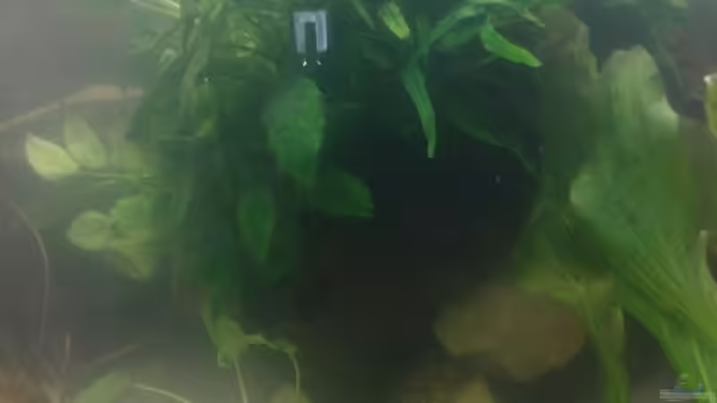 Pflanzen im Aquarium Becken 13702 von Markus Huber (7)