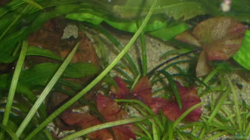 Pflanzen im Aquarium Becken 13702 von Markus Huber (9)