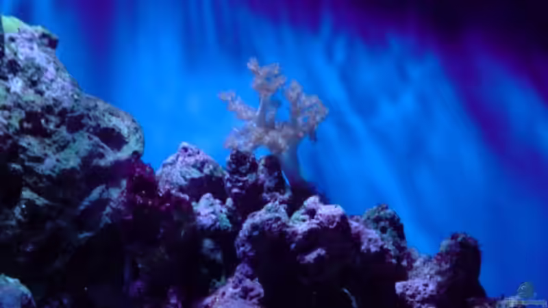 Pflanzen im Aquarium Becken 13788 von O.K. (10)