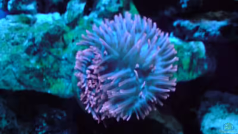 Pflanzen im Aquarium Becken 13788 von O.K. (8)