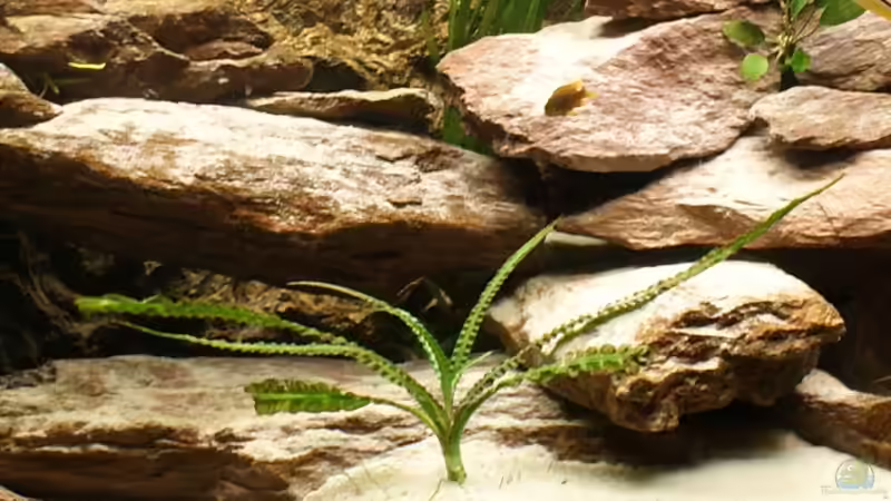 Pflanzen im Aquarium Becken 13859 von Marcus Panhuis (5)