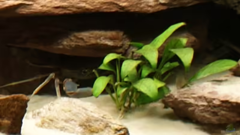 Pflanzen im Aquarium Becken 13859 von Marcus Panhuis (6)