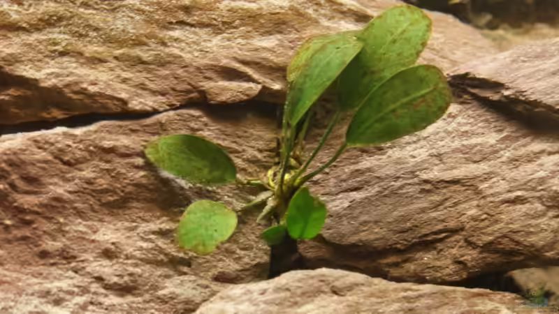 Pflanzen im Aquarium Becken 13859 von Marcus Panhuis (7)