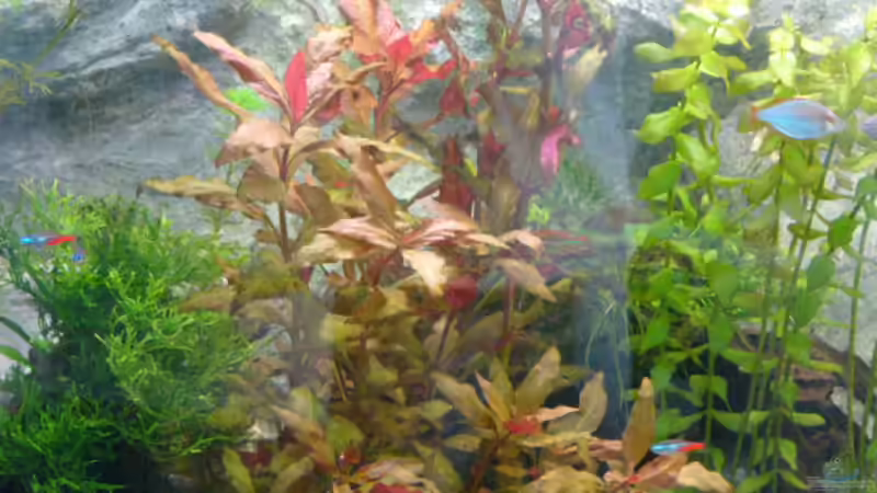 Pflanzen im Aquarium Becken 1387 von Mario Jungnitsch (10)